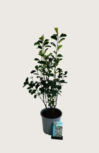 Aks bærmispel 150cm Vel forgrenet | Plantinavia