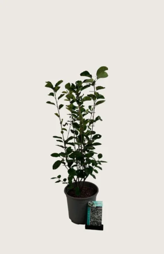 Aks bærmispel 60cm Vel forgrenet | Plantinavia