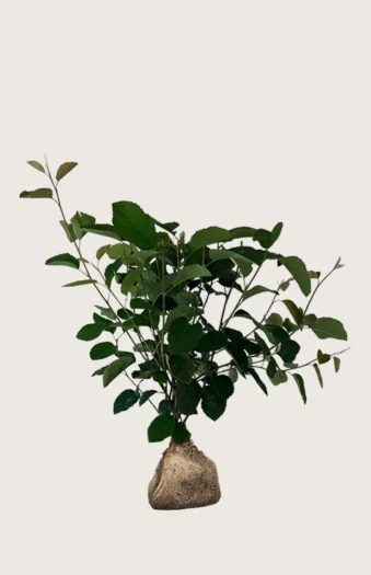 Aks bærmispel 125cm Forgrenet | Plantinavia