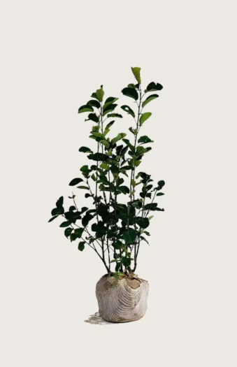 Aks bærmispel 125cm Vel forgrenet | Plantinavia