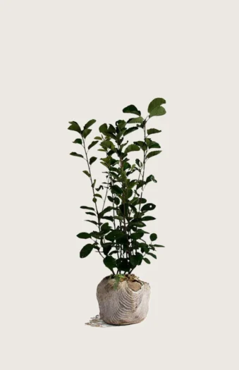 Aks bærmispel 60cm Vel forgrenet | Plantinavia