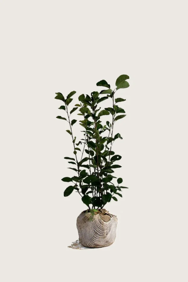 Aks bærmispel 80cm Vel forgrenet | Plantinavia