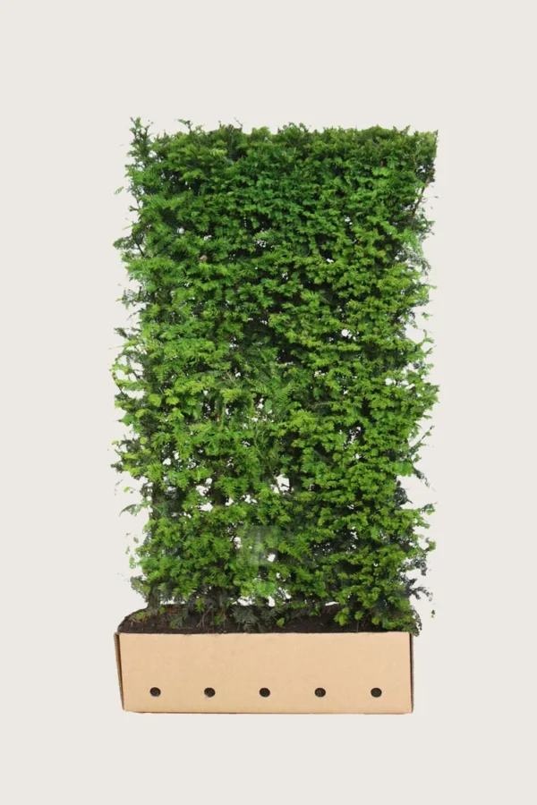 Almindelig Taks 120cm Vel forgrenet | Plantinavia