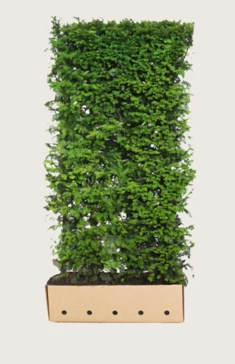 Almindelig Taks 200cm Vel forgrenet | Plantinavia
