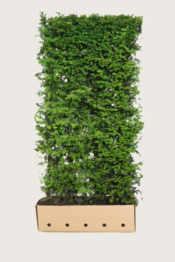 Almindelig Taks 200cm Vel forgrenet | Plantinavia
