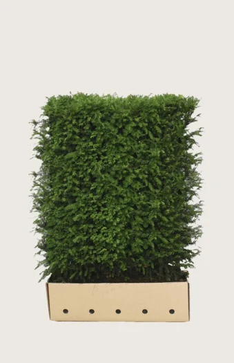 Almindelig Taks 80cm Vel forgrenet | Plantinavia