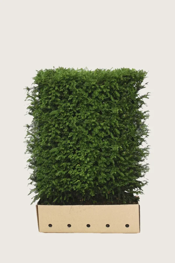 Almindelig Taks 80cm Vel forgrenet | Plantinavia