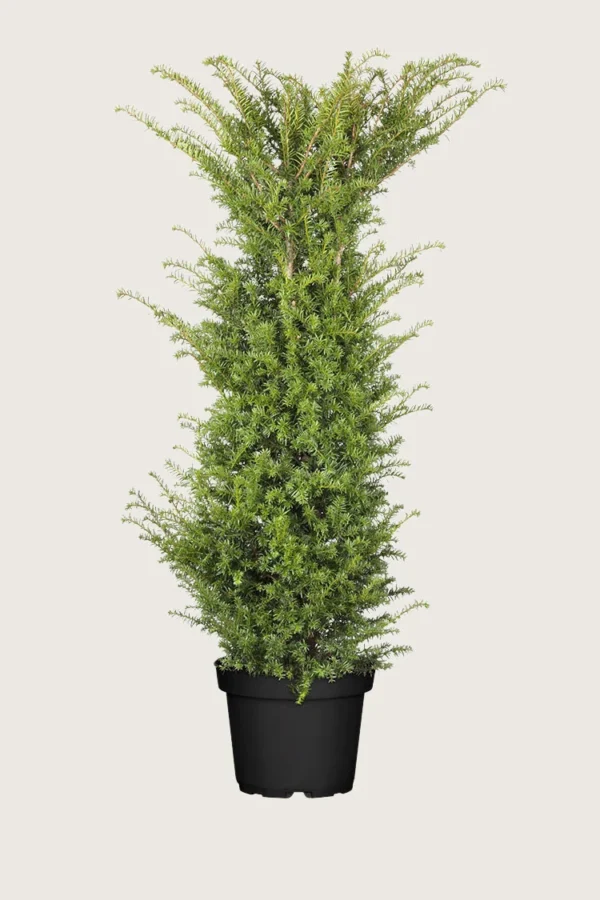 Almindelig Taks 200cm Forgrenet | Plantinavia