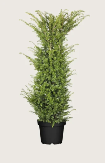Almindelig Taks 300cm Forgrenet | Plantinavia