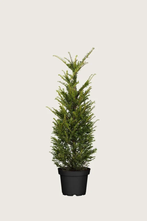 Almindelig Taks 40cm Forgrenet | Plantinavia