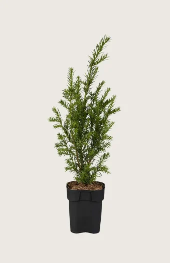Almindelig Taks 100cm Outlet | Plantinavia