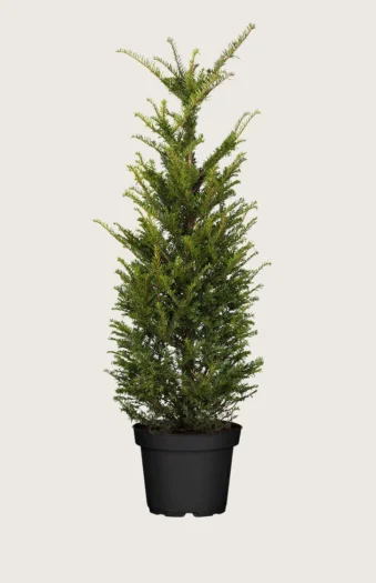 Almindelig Taks 200cm Outlet | Plantinavia