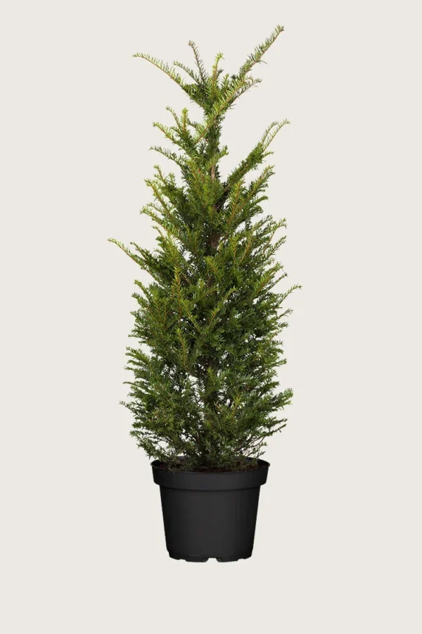 Almindelig Taks 225cm Outlet | Plantinavia
