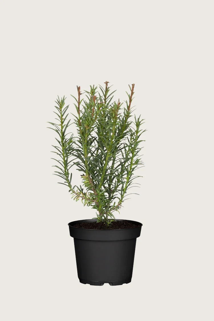 Almindelig Taks 60cm Outlet | Plantinavia