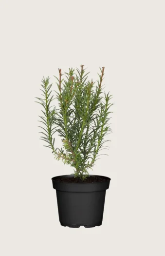 Almindelig Taks 80cm Outlet | Plantinavia