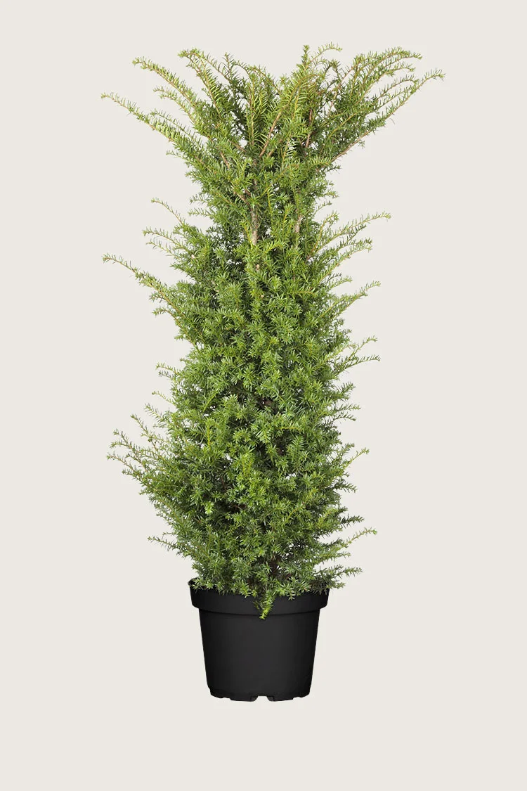 Almindelig Taks 225cm Vel forgrenet | Plantinavia