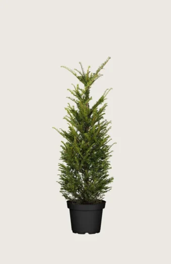 Almindelig Taks 60cm Vel forgrenet | Plantinavia