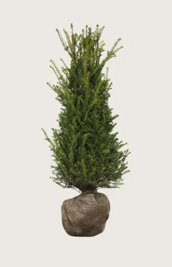 Almindelig Taks 175cm Forgrenet | Plantinavia