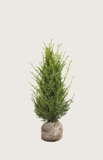 Almindelig Taks 60cm Forgrenet | Plantinavia