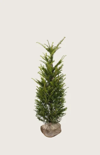 Almindelig Taks 60cm Outlet | Plantinavia