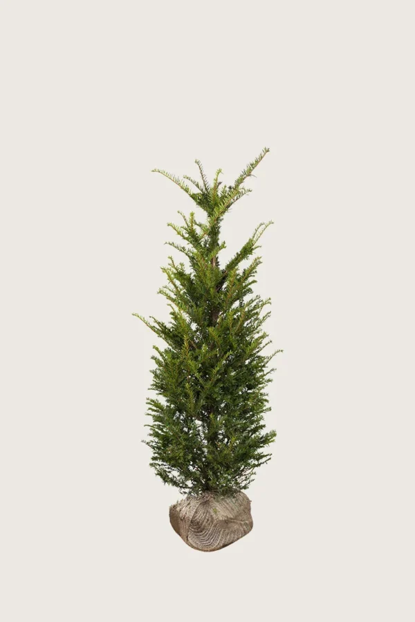 Almindelig Taks 60cm Outlet | Plantinavia