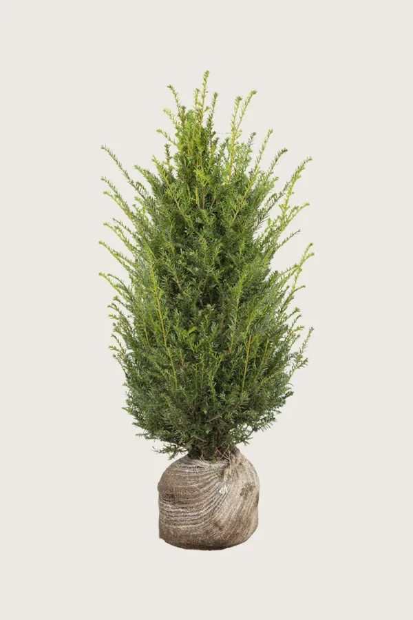 Almindelig Taks 150cm Vel forgrenet | Plantinavia
