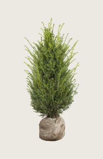Almindelig Taks 175cm Vel forgrenet | Plantinavia