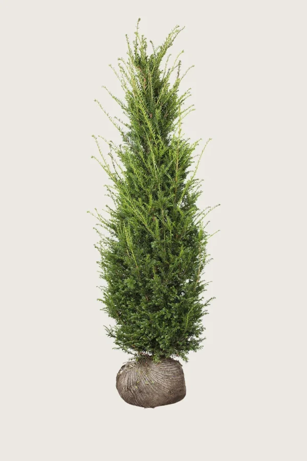 Almindelig Taks 350cm Vel forgrenet | Plantinavia