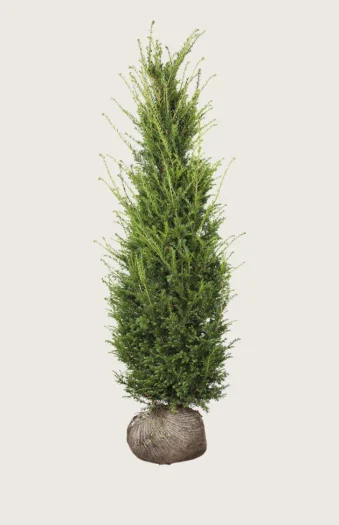 Almindelig Taks 500cm Vel forgrenet | Plantinavia