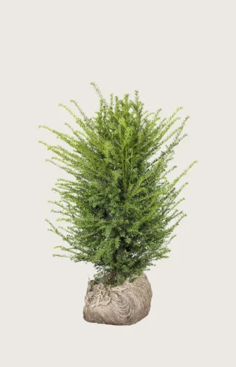 Almindelig Taks 80cm Vel forgrenet | Plantinavia