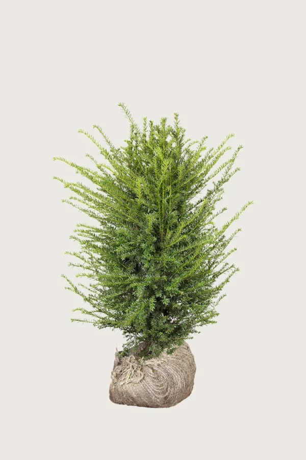 Almindelig Taks 80cm Vel forgrenet | Plantinavia