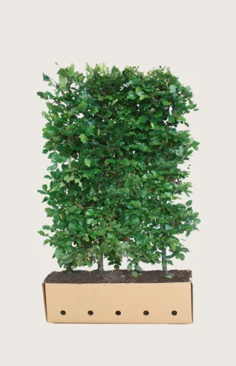 Almindelig bøg 120cm Vel forgrenet | Plantinavia