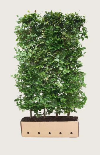 Almindelig bøg 200cm Vel forgrenet | Plantinavia
