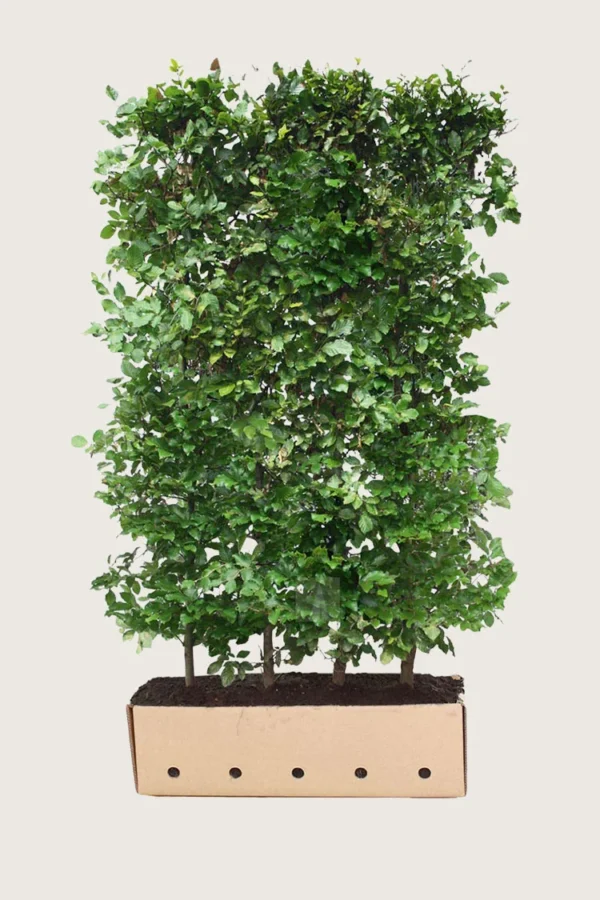 Almindelig bøg 200cm Vel forgrenet | Plantinavia