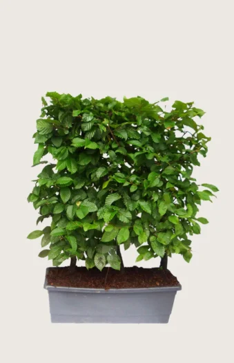 Almindelig bøg 80cm Vel forgrenet | Plantinavia