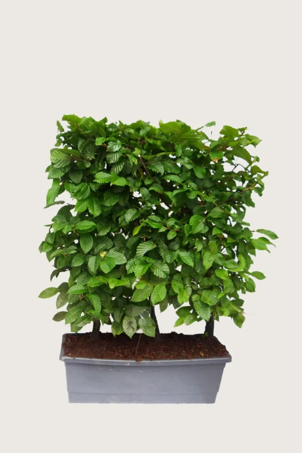 Almindelig bøg 80cm Vel forgrenet | Plantinavia