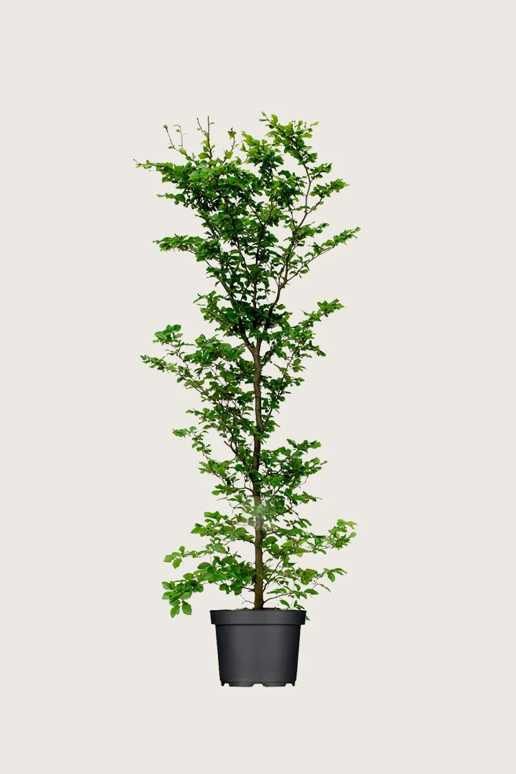 Almindelig bøg 125cm Vel forgrenet | Plantinavia