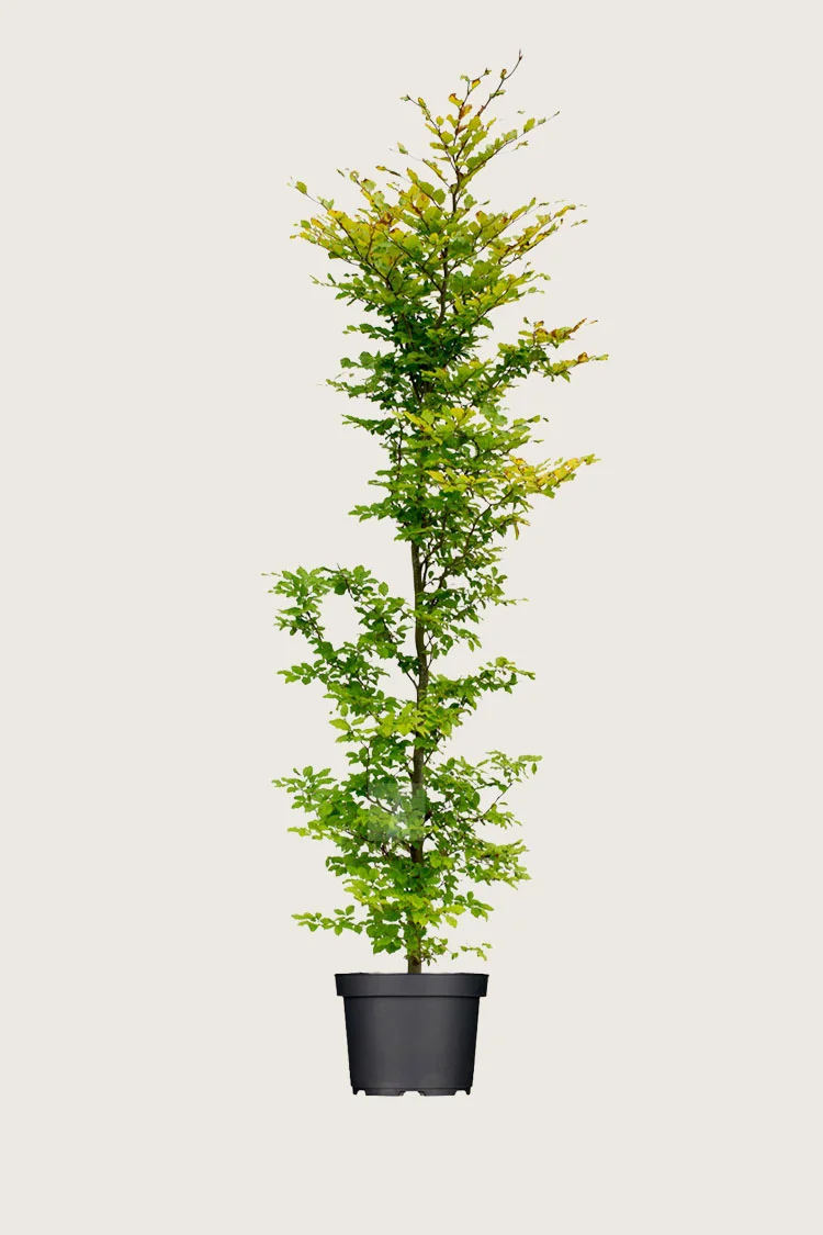 Almindelig bøg 200cm Vel forgrenet | Plantinavia