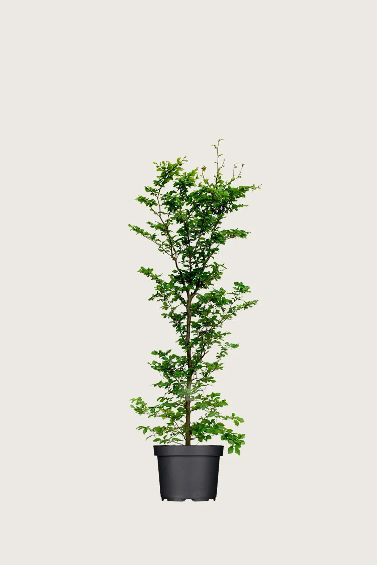 Almindelig bøg 80cm Vel forgrenet | Plantinavia