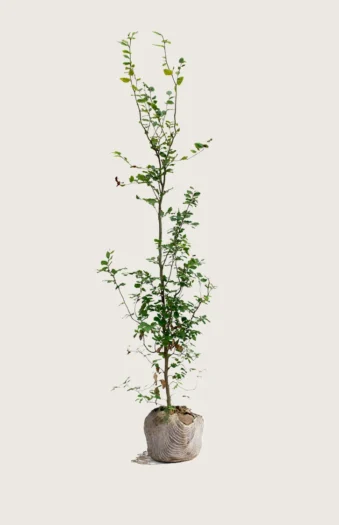 Almindelig bøg | Plantinavia