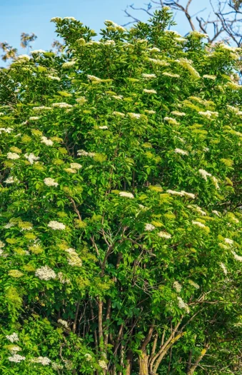 Almindelig hyld 200cm Vel forgrenet | Plantinavia