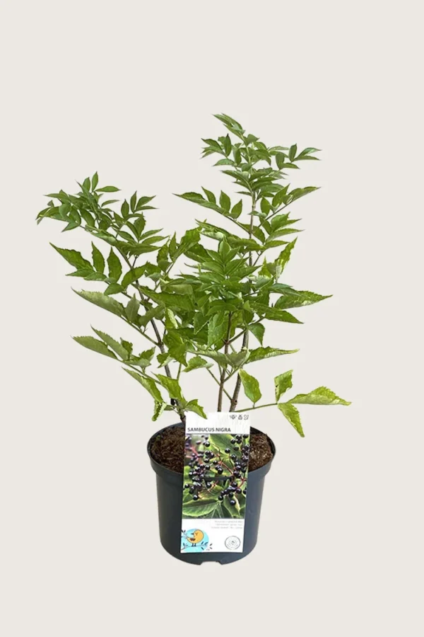 Almindelig hyld 175cm Vel forgrenet | Plantinavia
