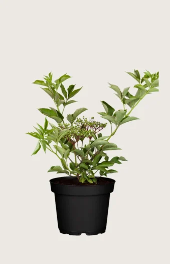 Almindelig hyld 60cm Vel forgrenet | Plantinavia