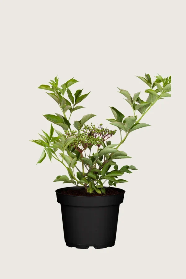 Almindelig hyld 80cm Vel forgrenet | Plantinavia