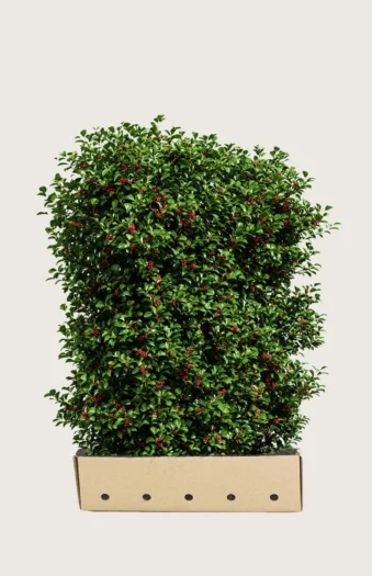 Almindelig kristtorn Alaska 150cm Vel forgrenet | Plantinavia