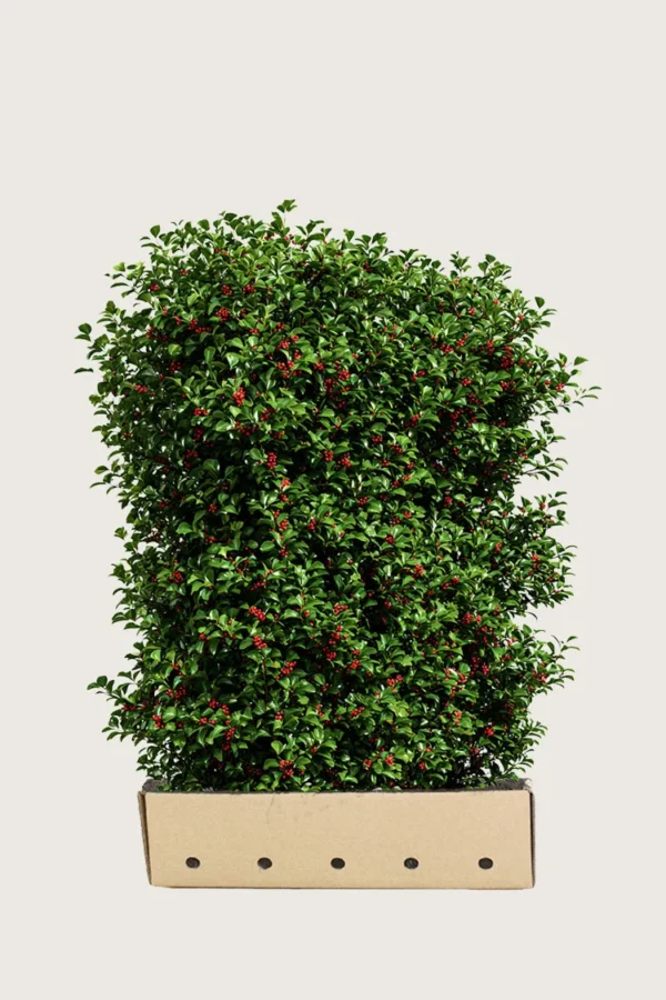 Almindelig kristtorn Alaska 150cm Vel forgrenet | Plantinavia