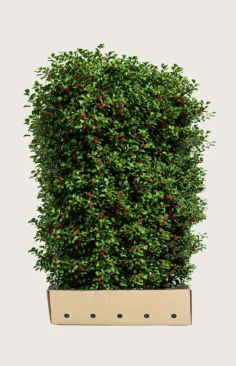 Almindelig kristtorn Alaska 200cm Vel forgrenet | Plantinavia