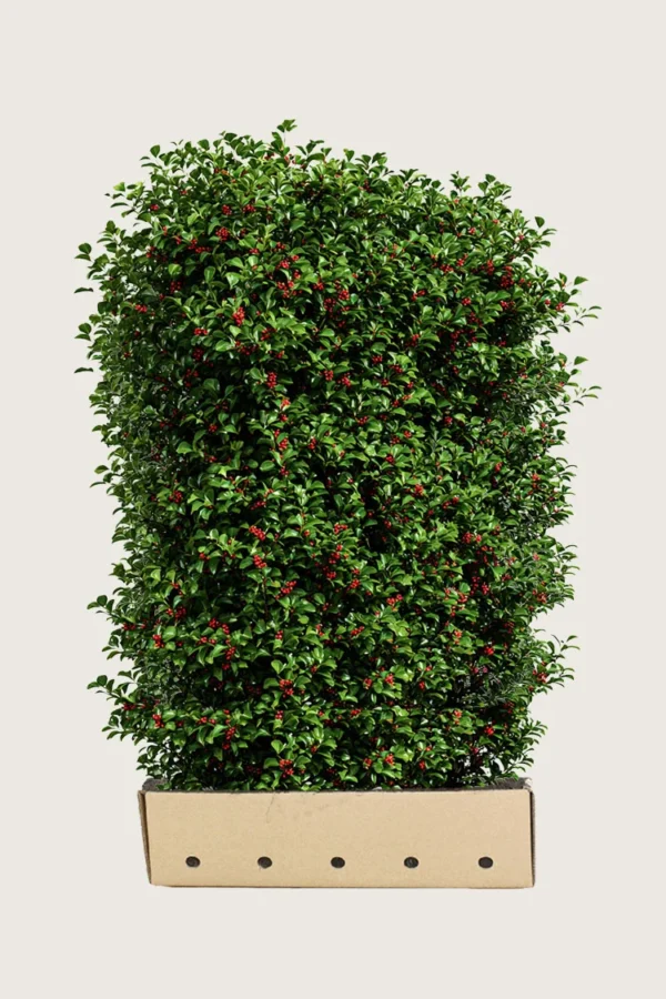 Almindelig kristtorn Alaska 200cm Vel forgrenet | Plantinavia