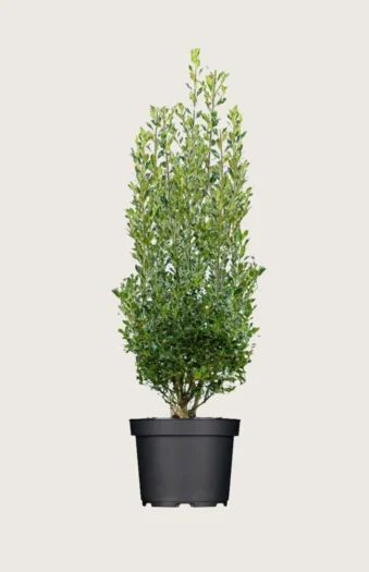 Almindelig kristtorn Alaska 200cm Forgrenet | Plantinavia