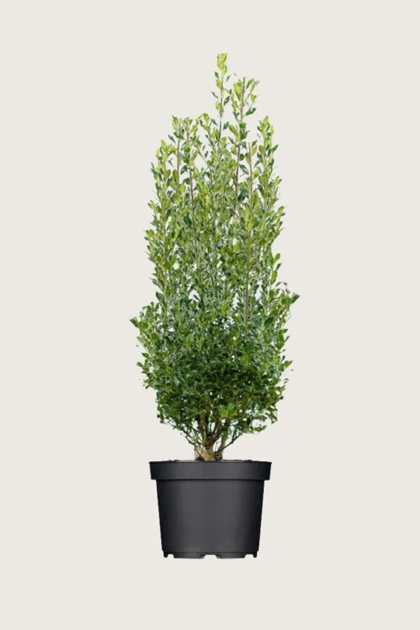 Almindelig kristtorn Alaska 200cm Forgrenet | Plantinavia